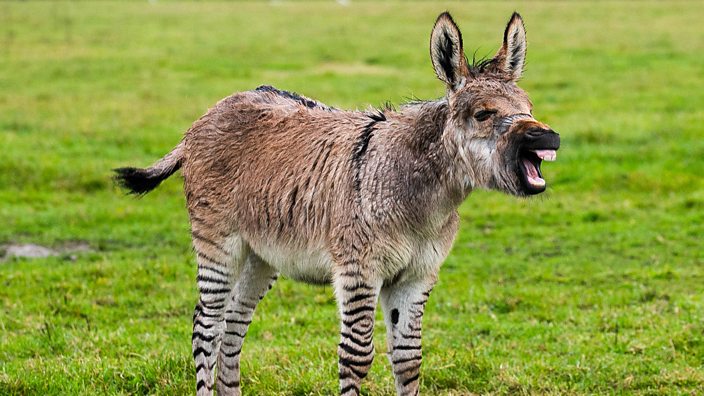 Zonkey. Zebra and Donkey Crossbred